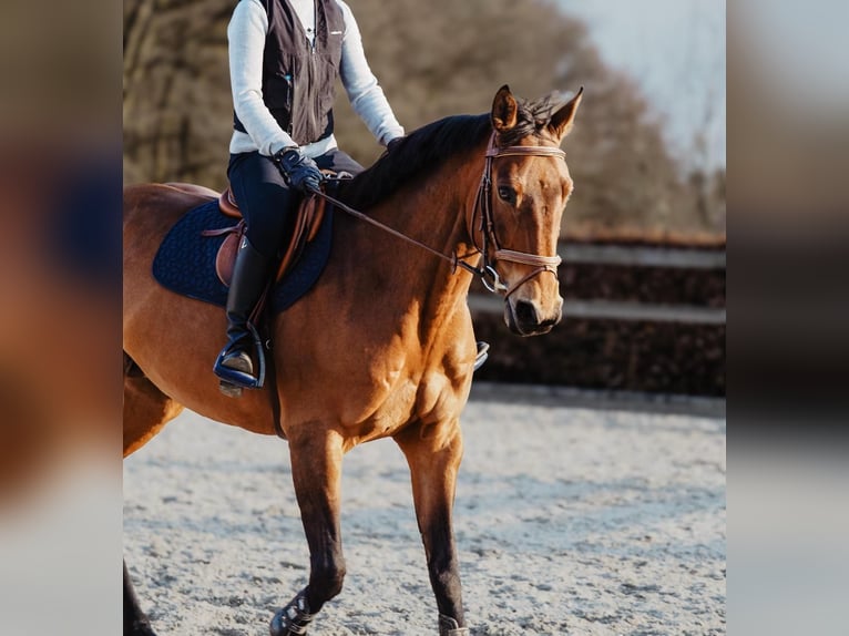 Meer warmbloeden Merrie 11 Jaar 163 cm Lichtbruin in junglinster