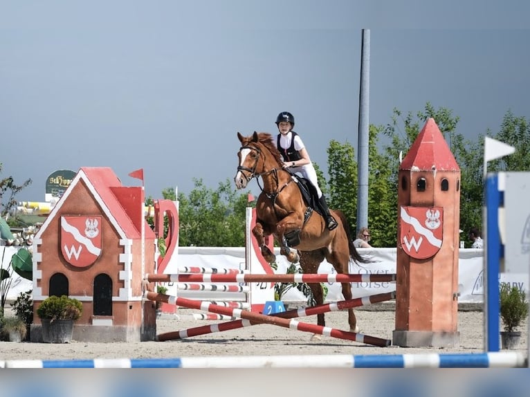 Meer warmbloeden Merrie 11 Jaar 167 cm Vos in Łazy