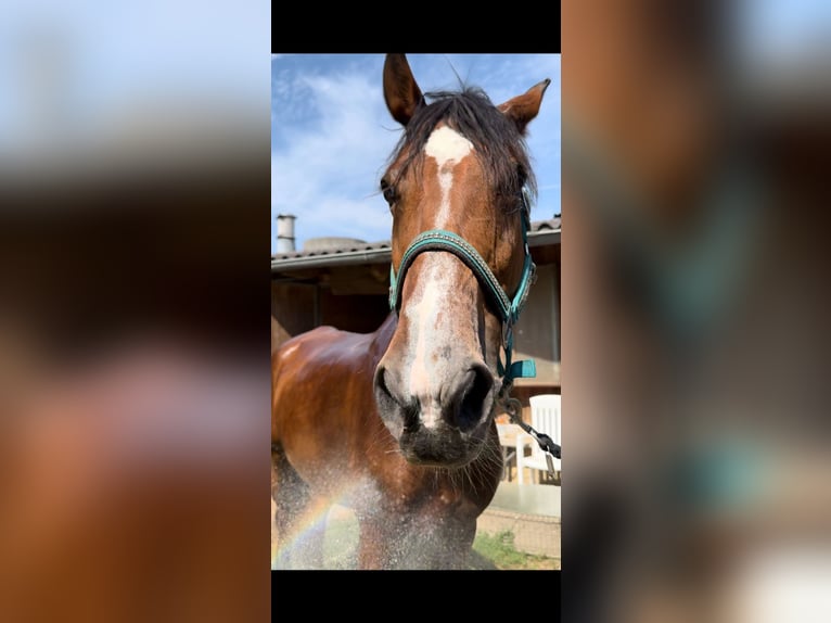 Meer warmbloeden Merrie 11 Jaar 168 cm Bruin in Sipbachzell