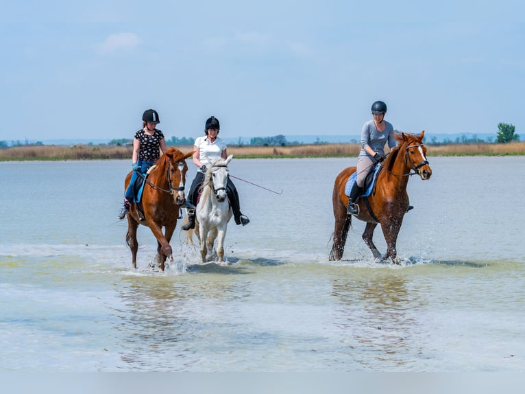 Meer warmbloeden Merrie 12 Jaar 148 cm Schimmel in Glödnitz