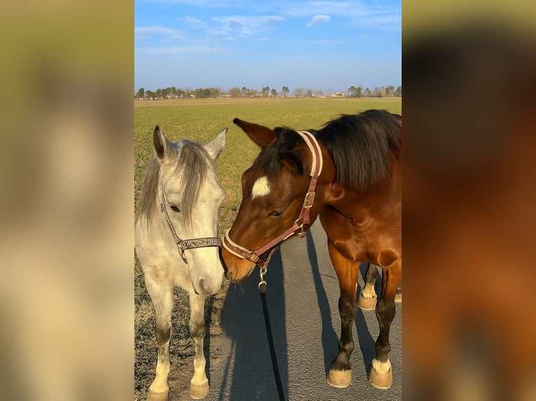 Meer warmbloeden Mix Merrie 12 Jaar 155 cm Bruin in Babenhausen