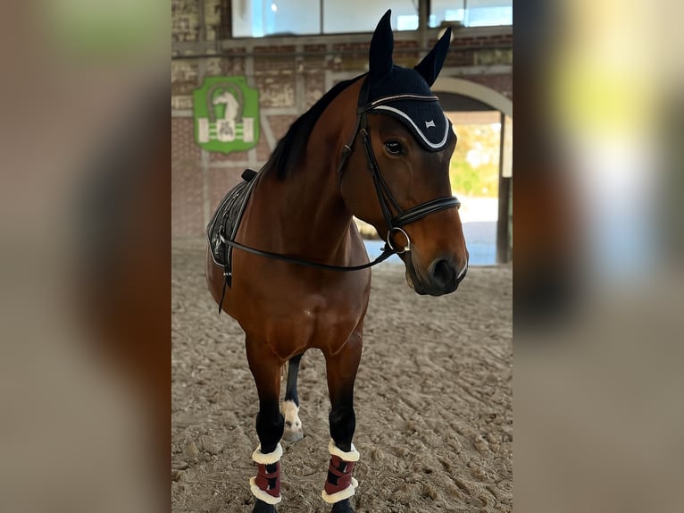 Meer warmbloeden Mix Merrie 12 Jaar 155 cm Bruin in Babenhausen