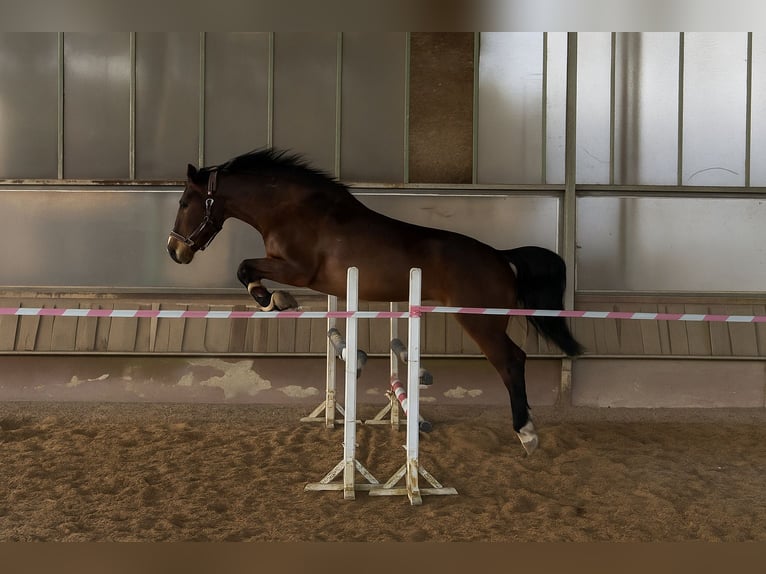 Meer warmbloeden Mix Merrie 12 Jaar 155 cm Bruin in Babenhausen