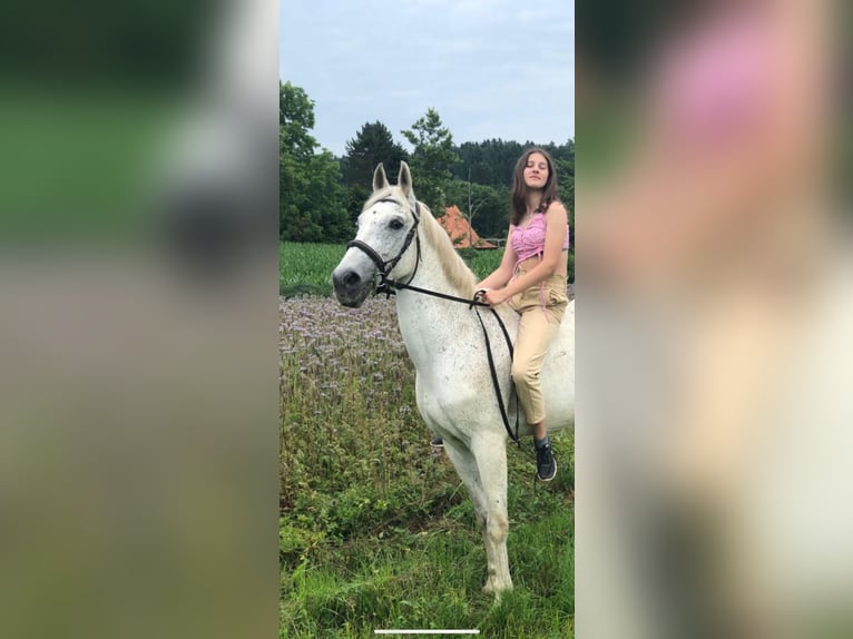 Meer warmbloeden Merrie 12 Jaar 155 cm Schimmel in Bierbaum