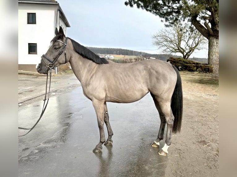 Meer warmbloeden Merrie 12 Jaar 158 cm Zwart in Pelmberg