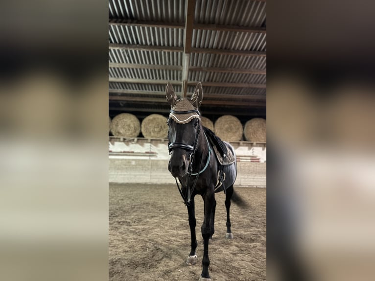 Meer warmbloeden Merrie 12 Jaar 163 cm Donkerbruin in Neuenburg am Rhein