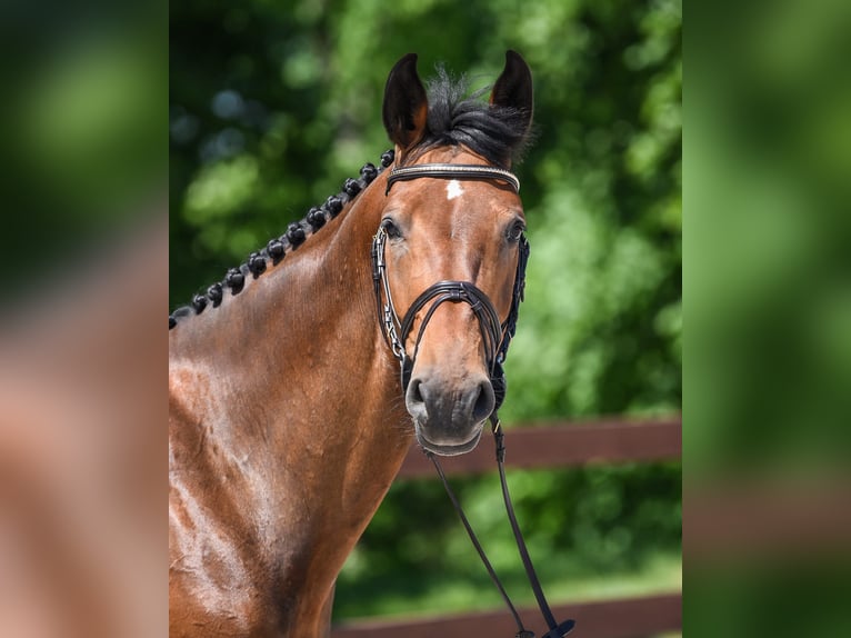 Meer warmbloeden Merrie 12 Jaar 163 cm Donkerbruin in Kórnik