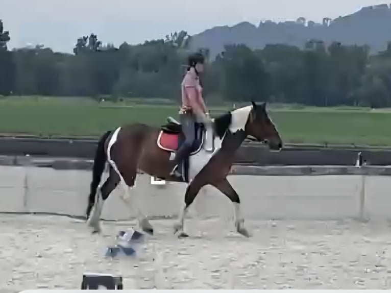 Meer warmbloeden Mix Merrie 12 Jaar 163 cm Gevlekt-paard in Ins
