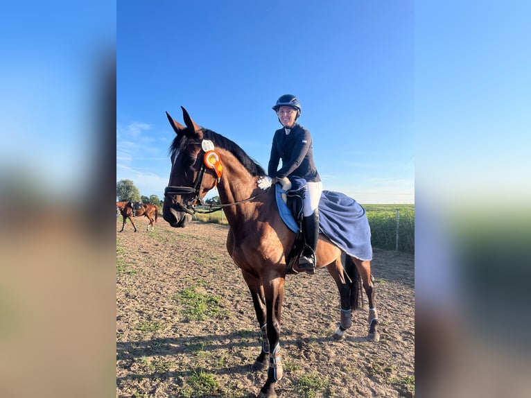 Meer warmbloeden Merrie 12 Jaar 165 cm Bruin in Leer (Ostfriesland)