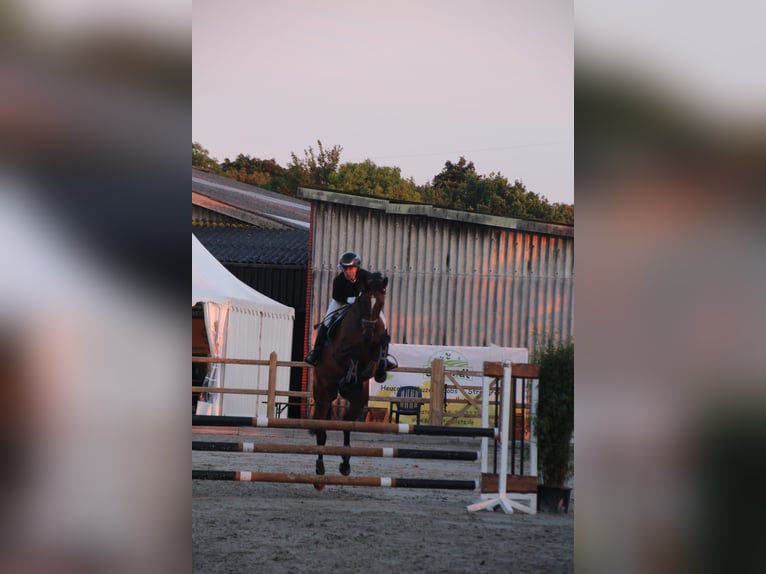 Meer warmbloeden Merrie 12 Jaar 165 cm Bruin in Leer (Ostfriesland)