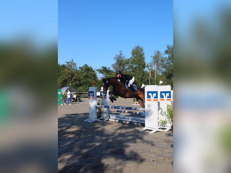 Meer warmbloeden Merrie 12 Jaar 165 cm Bruin in Leer (Ostfriesland)