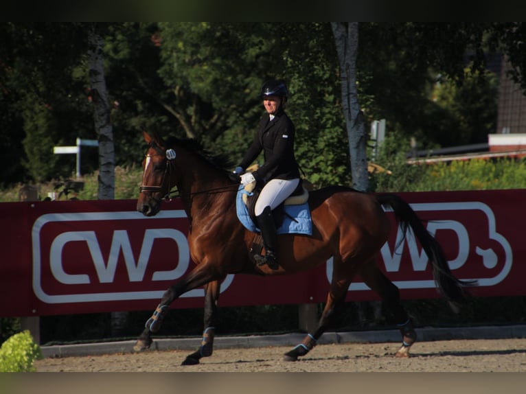 Meer warmbloeden Merrie 12 Jaar 165 cm Bruin in Leer (Ostfriesland)