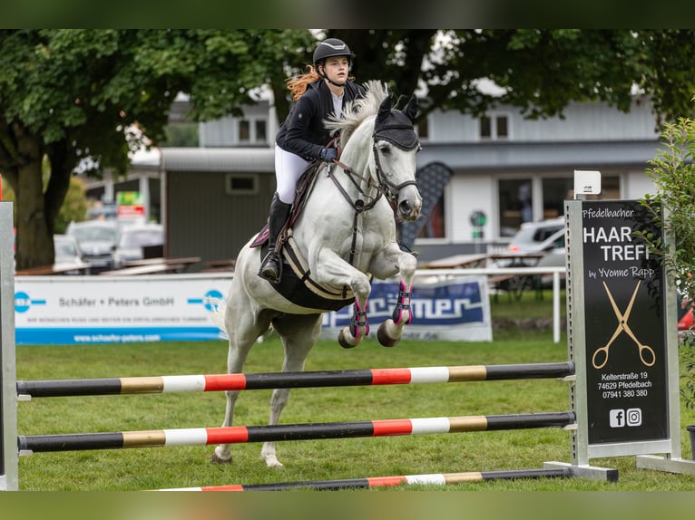 Meer warmbloeden Merrie 12 Jaar 165 cm Schimmel in Leingarten
