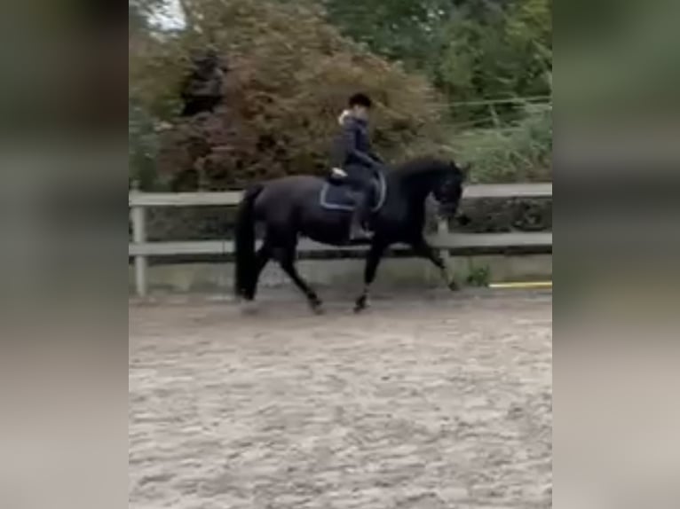 Meer warmbloeden Merrie 12 Jaar 167 cm Zwart in Borod