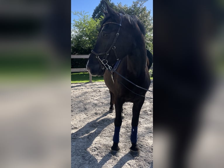 Meer warmbloeden Merrie 12 Jaar 167 cm Zwart in Borod