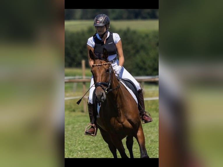 Meer warmbloeden Merrie 12 Jaar 169 cm Bruin in Adlwang