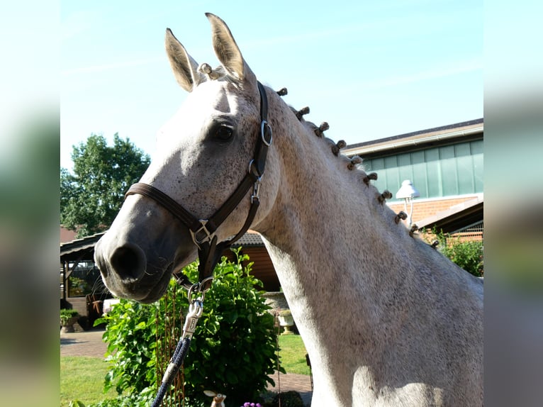 Meer warmbloeden Merrie 12 Jaar Appelschimmel in Dorsten