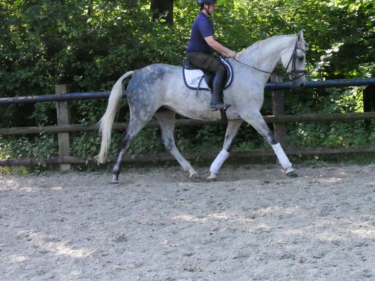 Meer warmbloeden Merrie 12 Jaar  in Dorsten