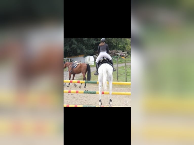 Meer warmbloeden Merrie 13 Jaar 155 cm Schimmel in Bierbaum