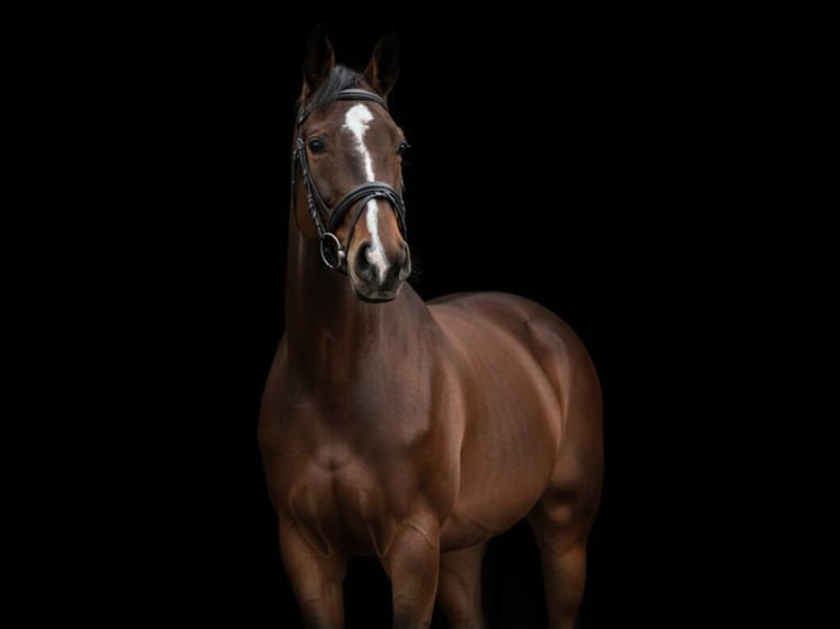 Meer warmbloeden Mix Merrie 13 Jaar 156 cm Donkere-vos in Schmölln