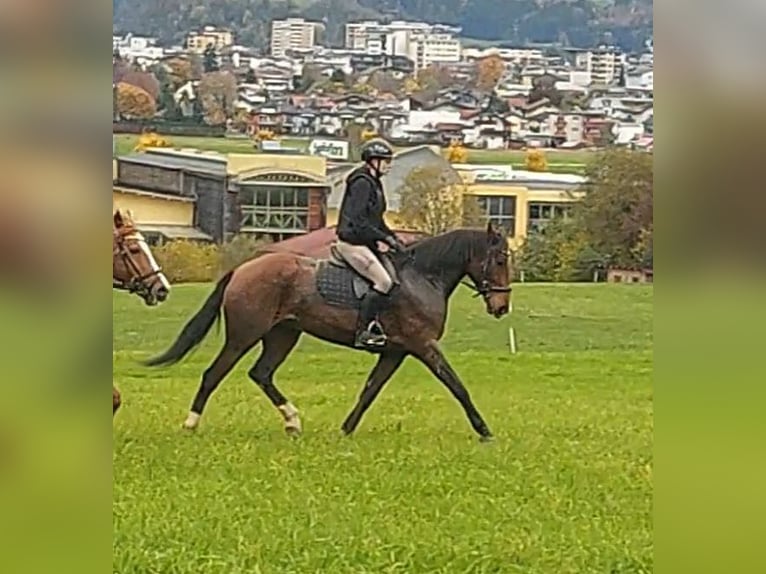 Meer warmbloeden Merrie 13 Jaar 157 cm Bruin in Kirchbichl