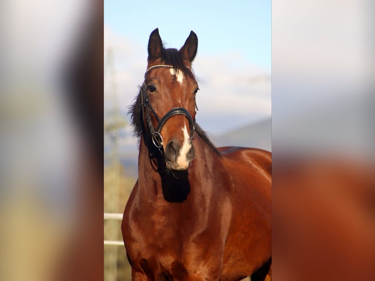 Meer warmbloeden Merrie 13 Jaar 157 cm Bruin in Kirchbichl