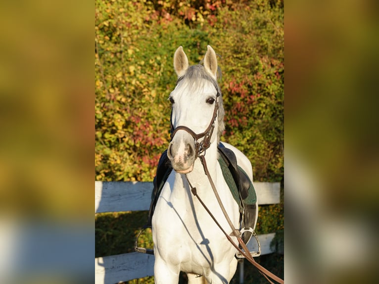 Meer warmbloeden Merrie 13 Jaar 165 cm Schimmel in Leingarten