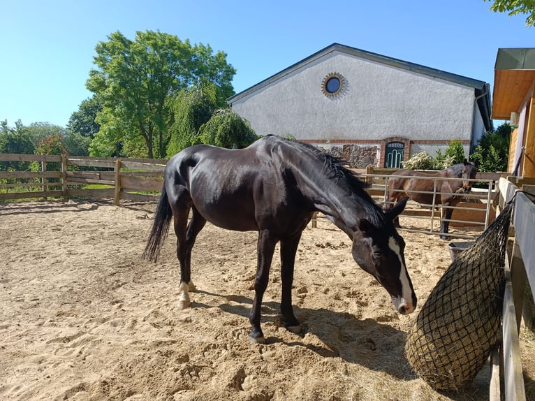 Meer warmbloeden Merrie 13 Jaar 170 cm Zwart in Jabel