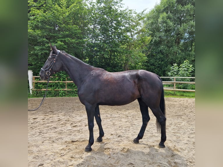 Meer warmbloeden Merrie 13 Jaar 170 cm Zwart in Gummern