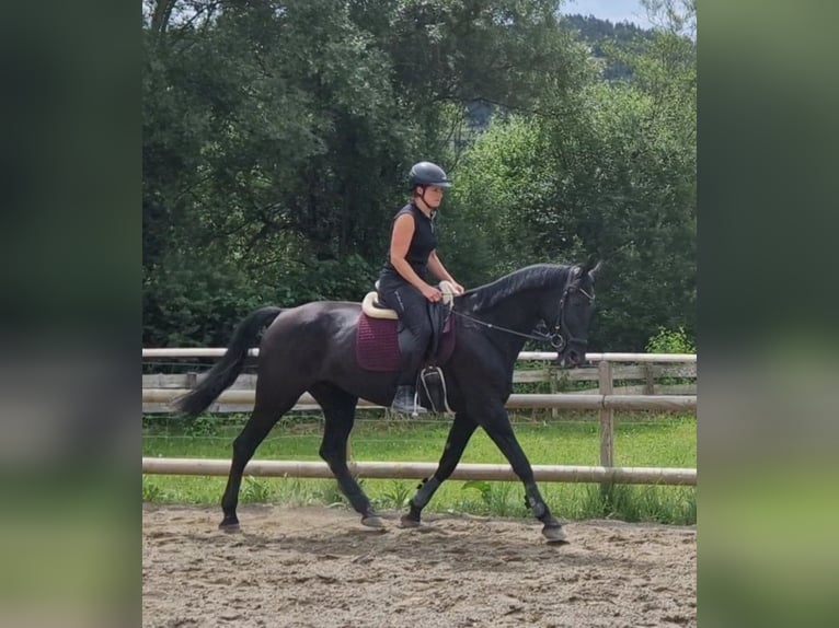 Meer warmbloeden Merrie 13 Jaar 170 cm Zwart in Gummern