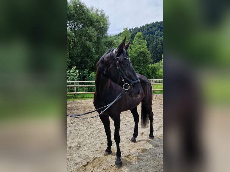 Meer warmbloeden Merrie 13 Jaar 170 cm Zwart in Gummern