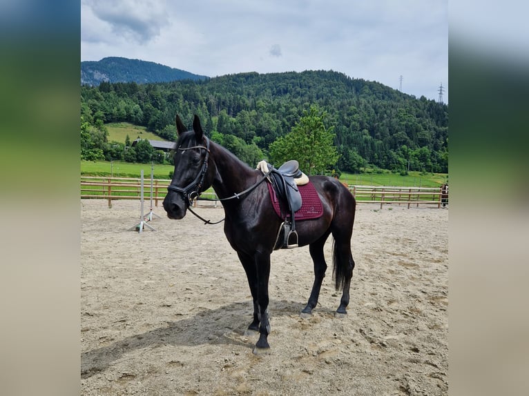 Meer warmbloeden Merrie 13 Jaar 170 cm Zwart in Gummern