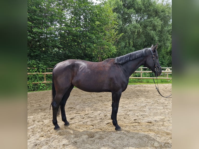 Meer warmbloeden Merrie 13 Jaar 170 cm Zwart in Gummern