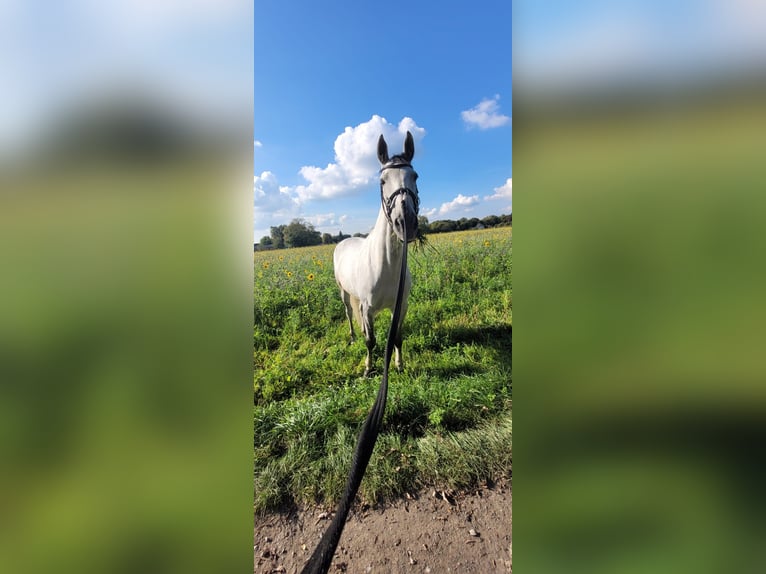Meer warmbloeden Merrie 13 Jaar 172 cm Appelschimmel in Korschenbroich