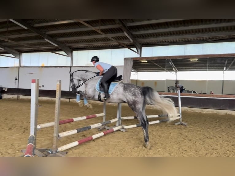 Meer warmbloeden Merrie 13 Jaar 172 cm Appelschimmel in Korschenbroich