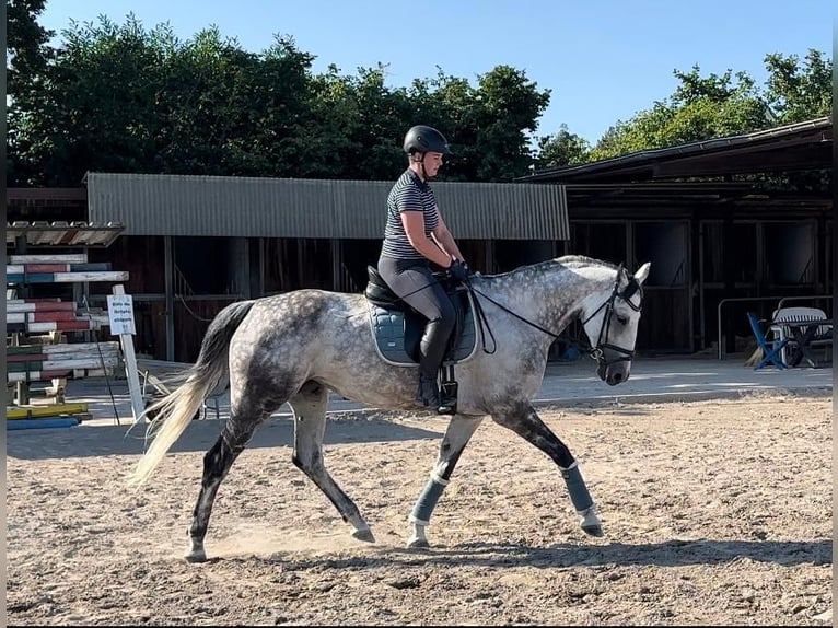 Meer warmbloeden Merrie 13 Jaar 172 cm Appelschimmel in Korschenbroich