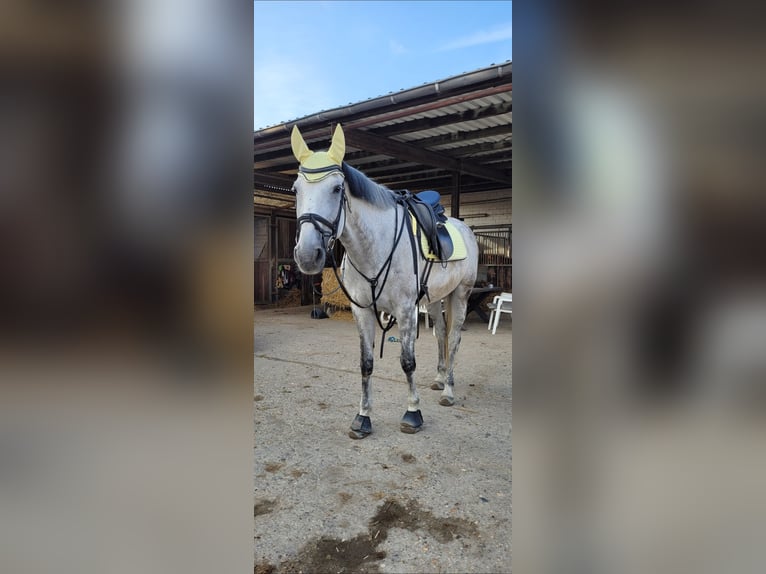 Meer warmbloeden Merrie 13 Jaar 172 cm Appelschimmel in Korschenbroich