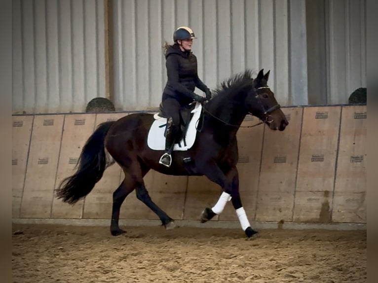 Meer warmbloeden Merrie 14 Jaar 155 cm Donkerbruin in Neustadt (Wied)