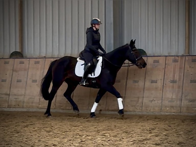 Meer warmbloeden Merrie 14 Jaar 155 cm Donkerbruin in Neustadt (Wied)