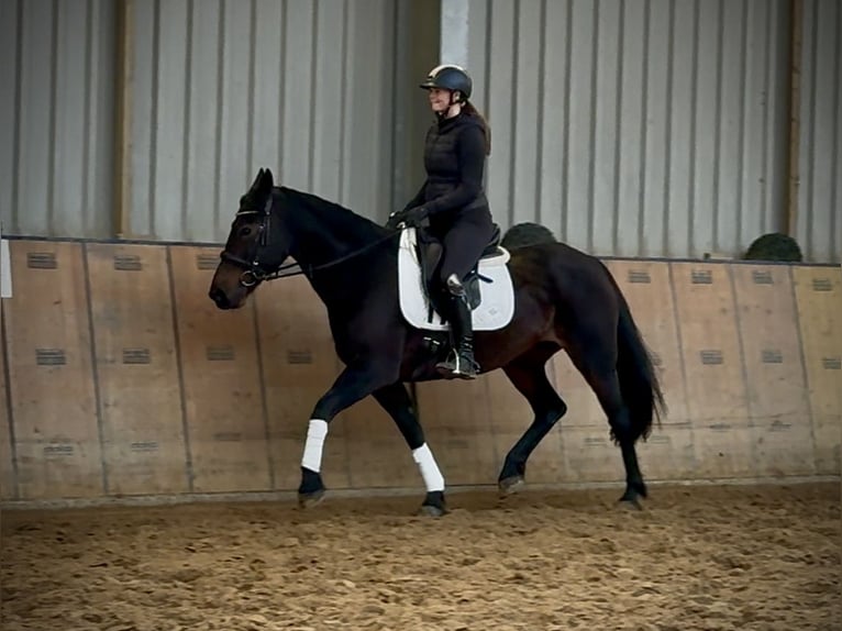 Meer warmbloeden Merrie 14 Jaar 155 cm Donkerbruin in Neustadt (Wied)