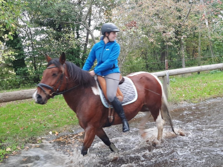 Meer warmbloeden Merrie 14 Jaar 155 cm Gevlekt-paard in Ahaus