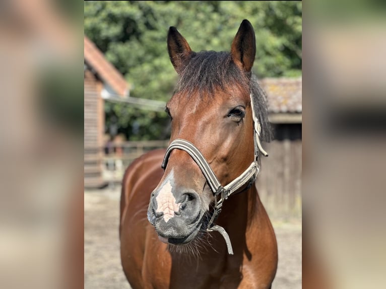 Meer warmbloeden Merrie 14 Jaar 155 cm Gevlekt-paard in Ahaus