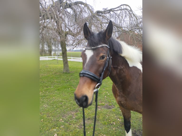 Meer warmbloeden Merrie 14 Jaar 160 cm Gevlekt-paard in Bad Laer