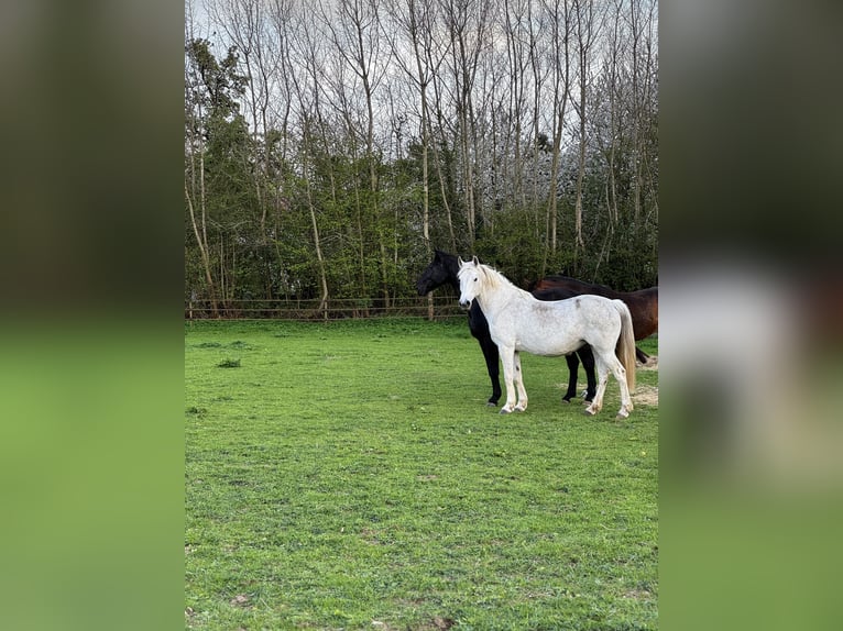 Meer warmbloeden Merrie 14 Jaar 160 cm Vliegenschimmel in Visbek