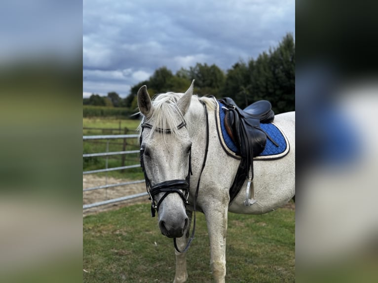Meer warmbloeden Merrie 14 Jaar 160 cm Vliegenschimmel in Visbek