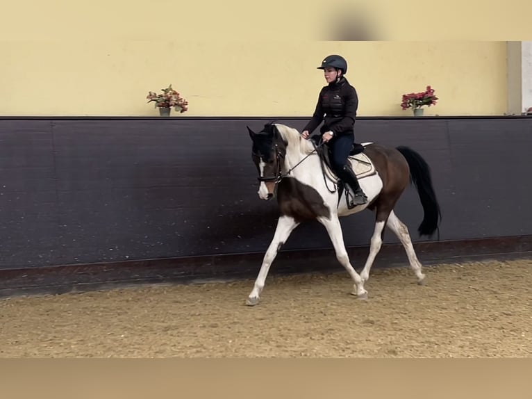 Meer warmbloeden Merrie 14 Jaar 162 cm Gevlekt-paard in Franzensdorf