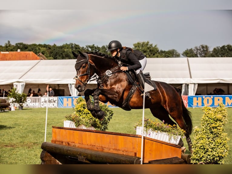 Meer warmbloeden Merrie 14 Jaar 163 cm Bruin in Herzebrock-Clarholz