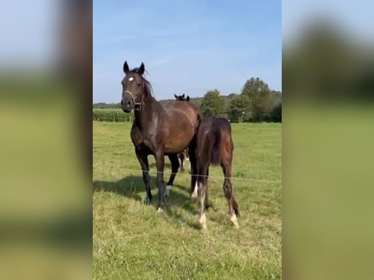 Meer warmbloeden Merrie 14 Jaar 164 cm Bruin in Fulda