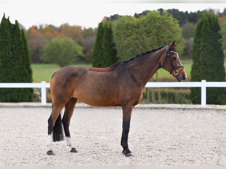 Meer warmbloeden Merrie 14 Jaar 165 cm Bruin in Schwäbisch Hall Meer warmbloeden Merrie 14 Jaar 165 cm Bruin in Schwäbisch Hall