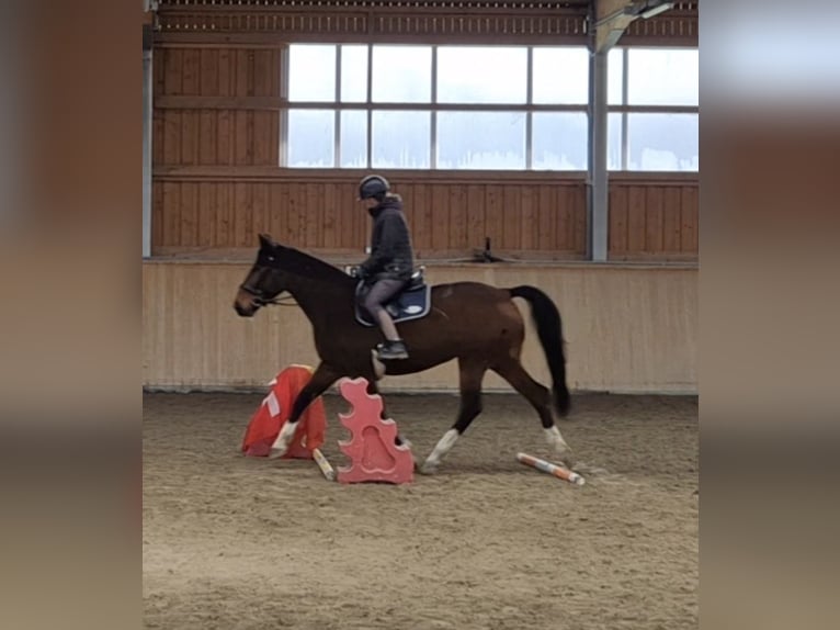 Meer warmbloeden Merrie 14 Jaar 165 cm Bruin in Wiezikon b. Sirnach